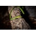Serpiente Liana verde - Ahaetulla nasuta